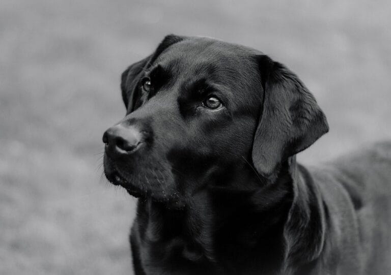 labrador, dog, animal