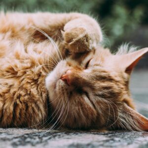 orange Persian cat sleeping