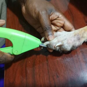 Best dog nail trimming in Kampala, Uganda at Superior Animal Clinic