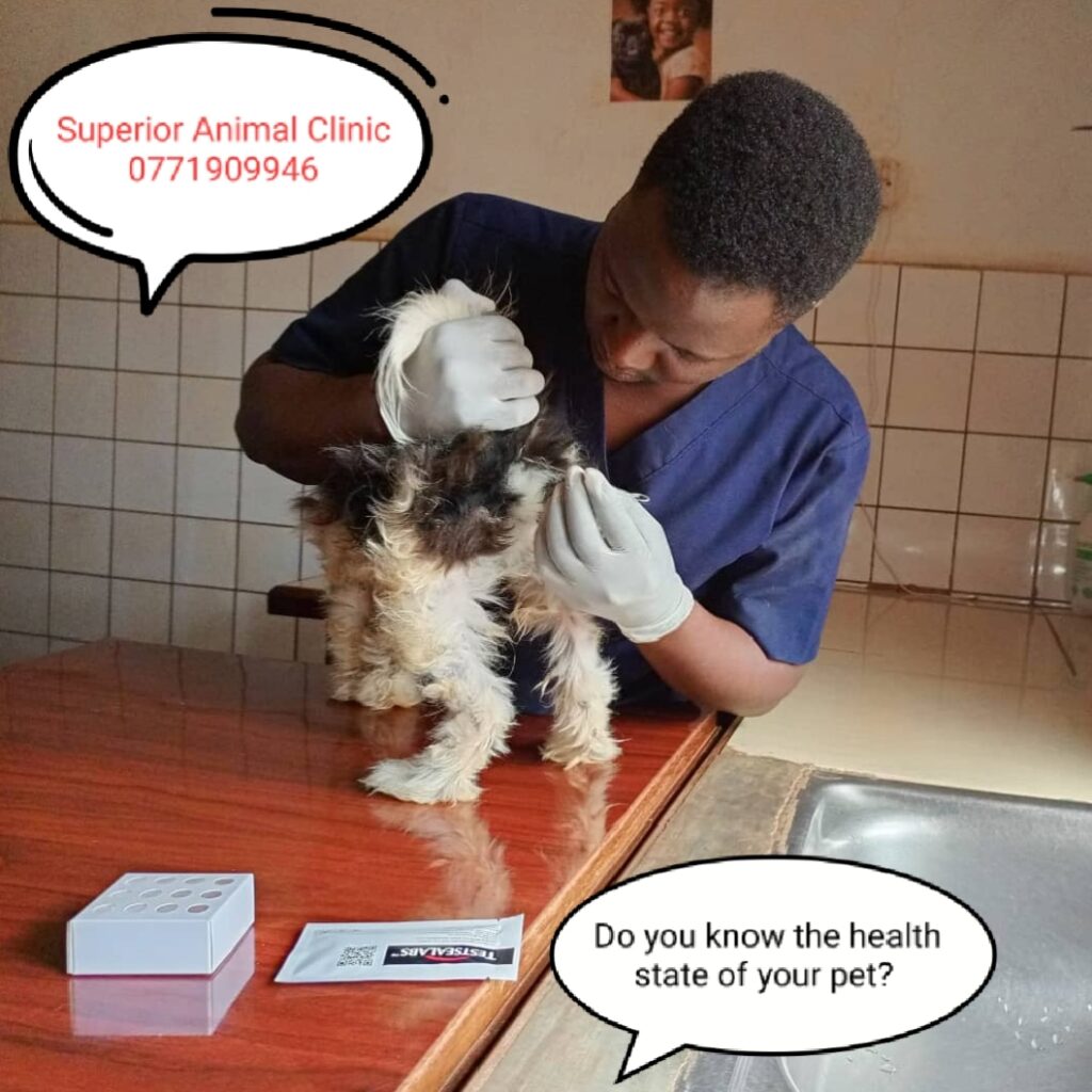 Best parvo test in Kampala, Uganda