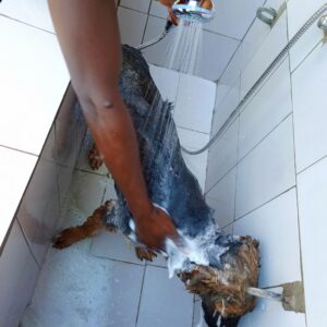Best dog bathing veterinary services in Kampala, Uganda at Superior Animal Clinic