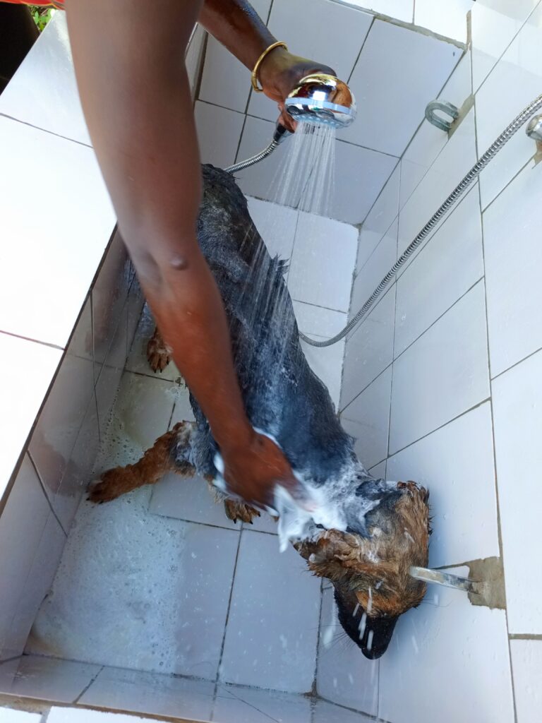 Best dog bathing veterinary services in Kampala, Uganda at Superior Animal Clinic
