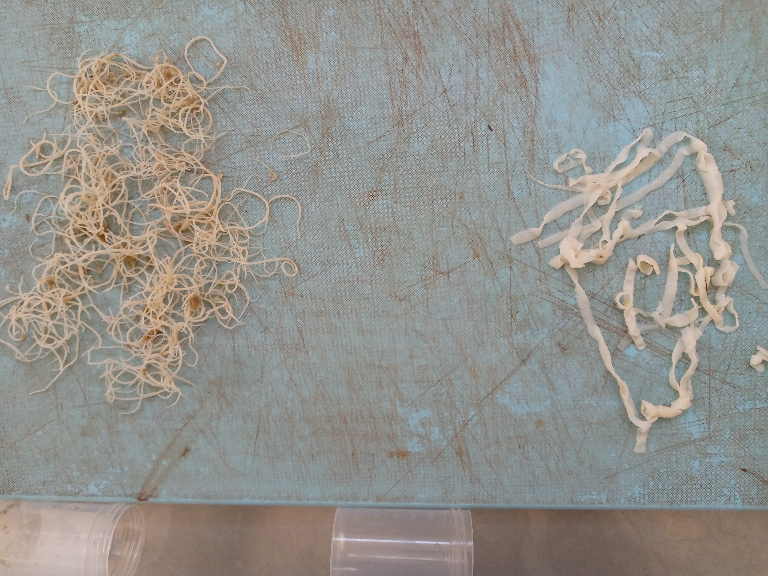 tapeworm and roundworms in dogs