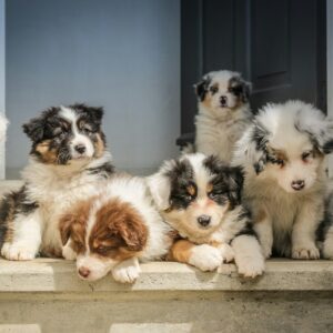 long-coated white puppy litter