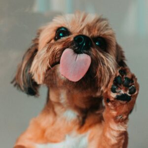 brown and white shih tzu puppy