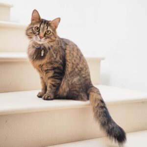 brown tabby cat on white stairs