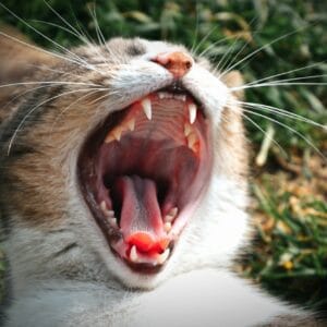 cat teeth cleaning