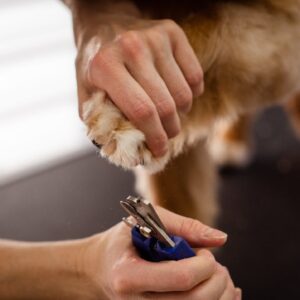 dog nail trimming