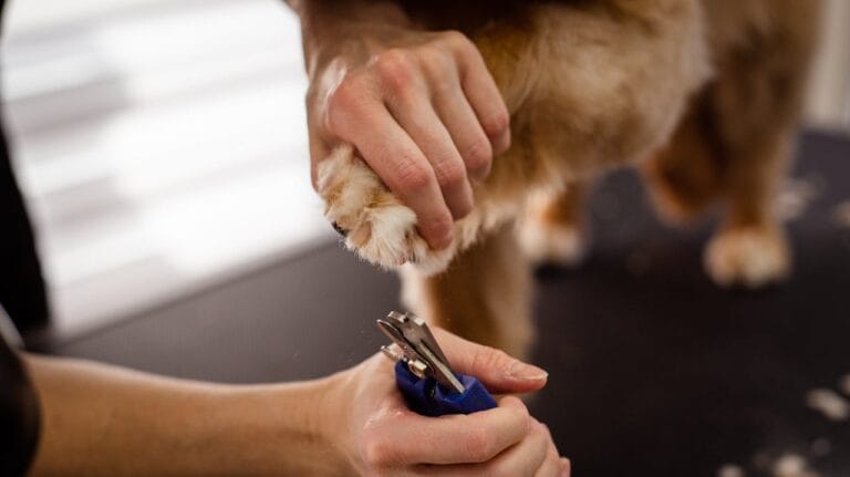 dog nail trimming