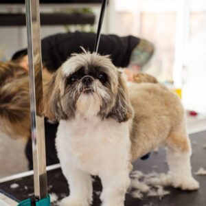 dog grooming