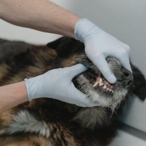 dog teeth cleaning