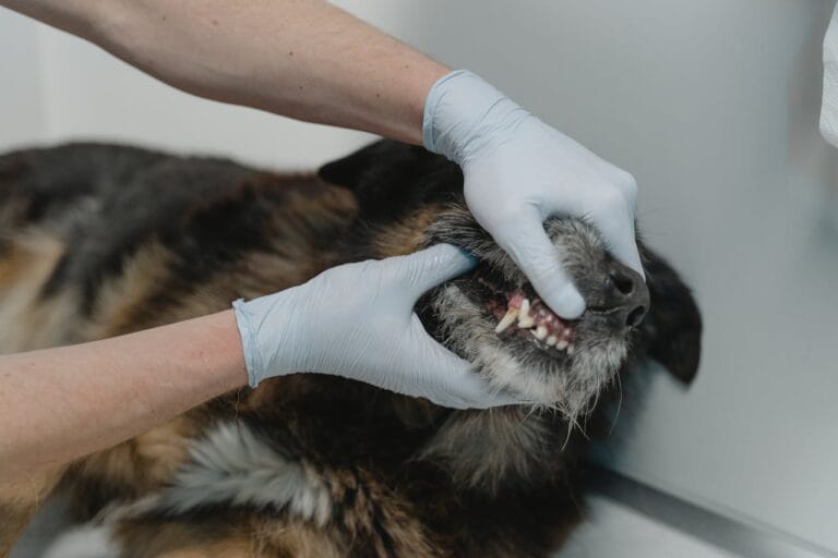 dog teeth cleaning