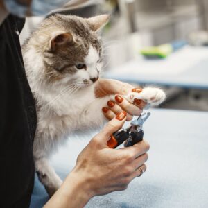 cat nail trimming