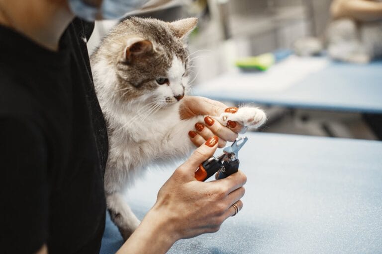 cat nail trimming