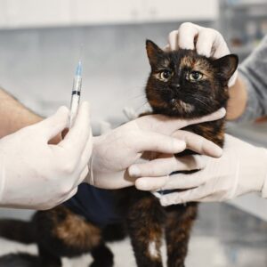 cat vaccination