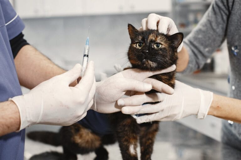 cat vaccination