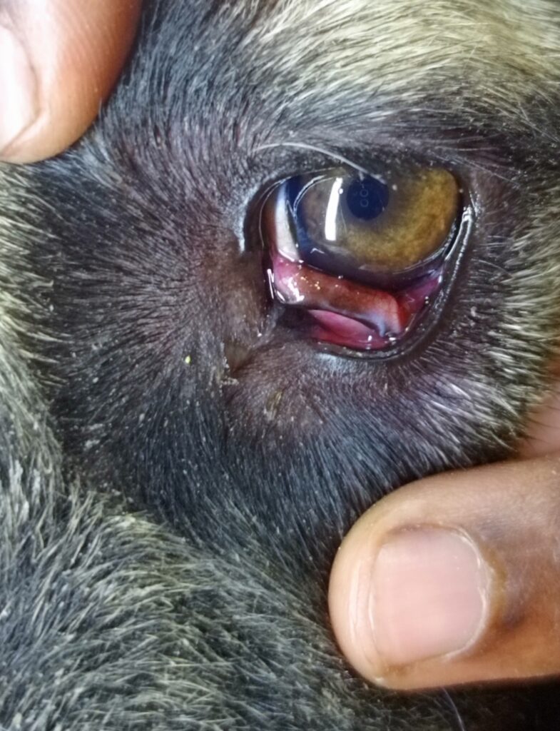A dog with cherry eye in Kampala, Uganda receiving treatment at Superior Animal Clinic