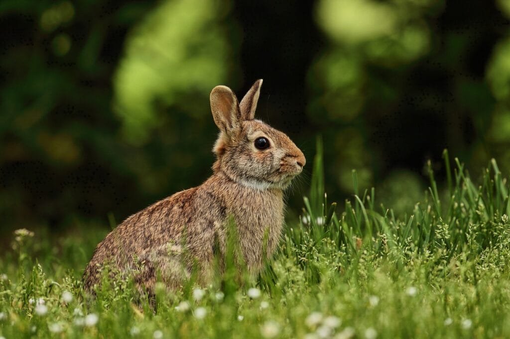 Why is my rabbit losing weight so much? | Rabbits SUPERIOR ANIMAL CLINIC