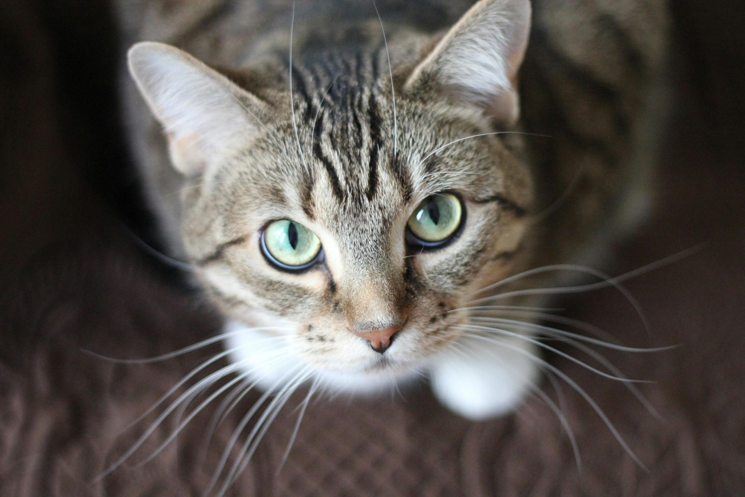 Short-coated Gray Cat