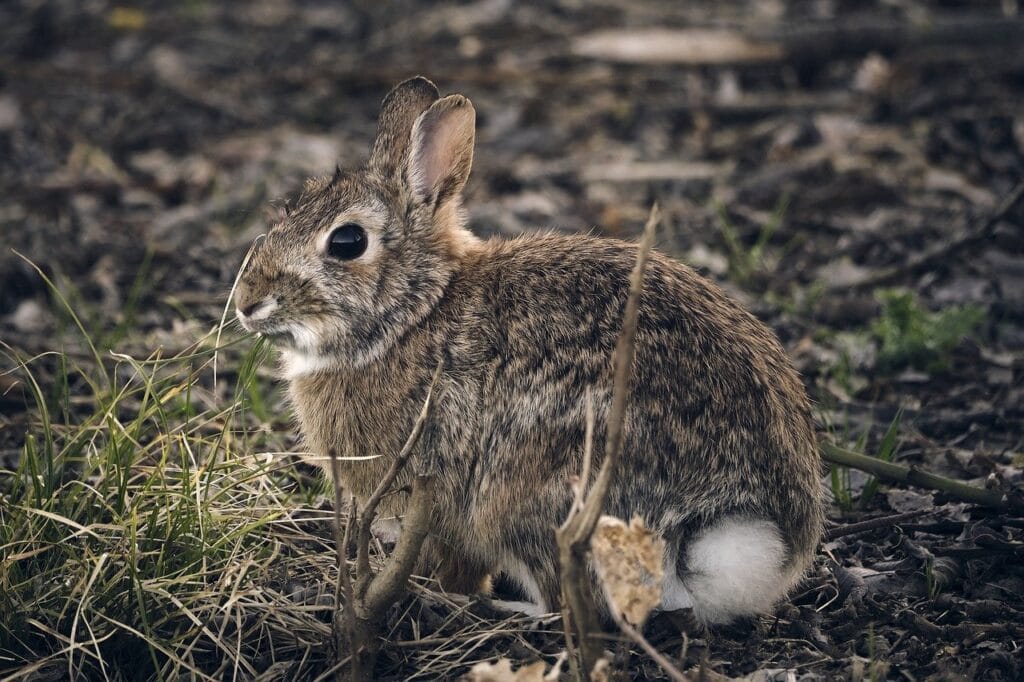 hare, bunny, easter