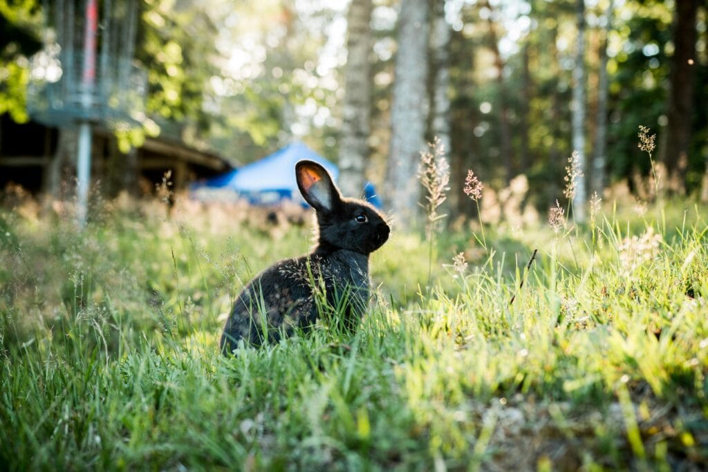 Photo of Black Rabbit