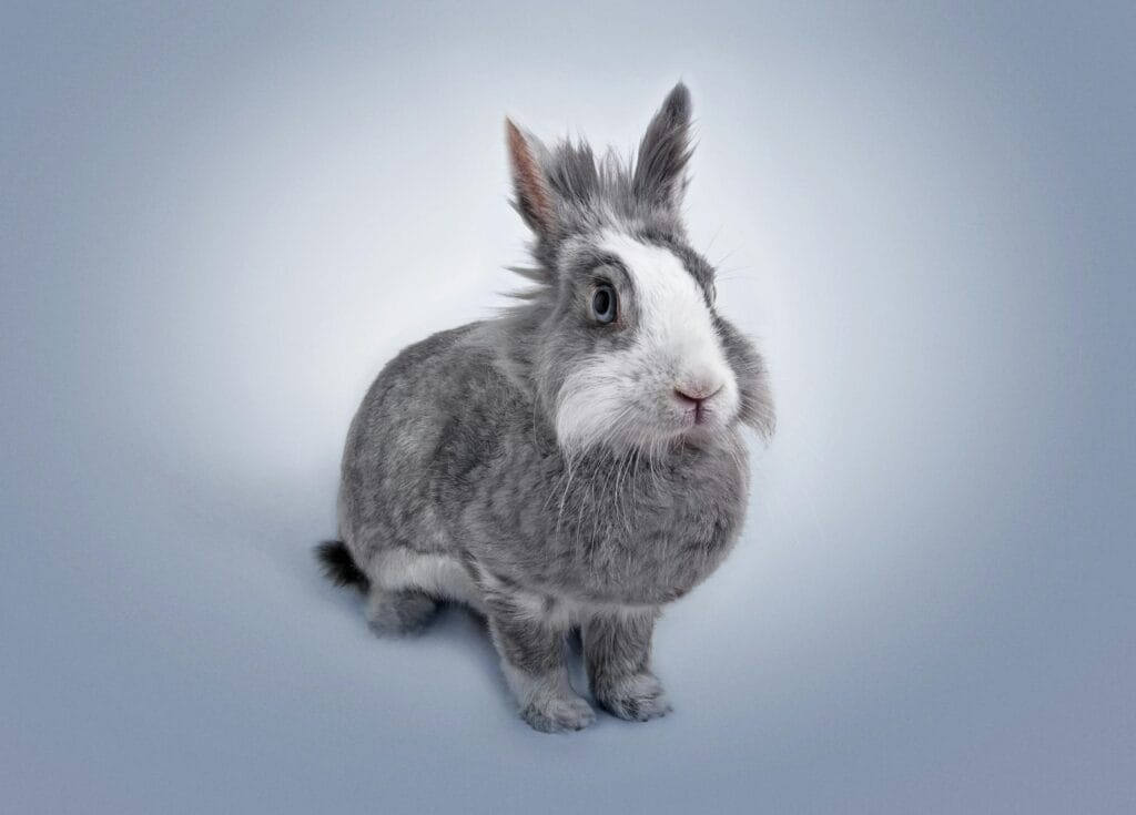 Gray Rabbit