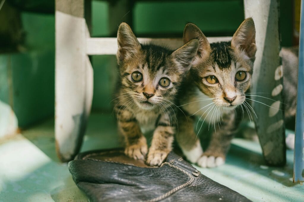 Two Brown Tabby Kittens