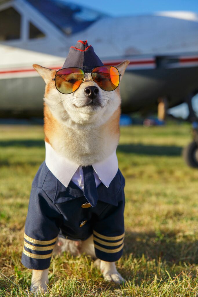 Cute Shiba Inu in pilot costume and sunglasses with an airplane, outdoors.