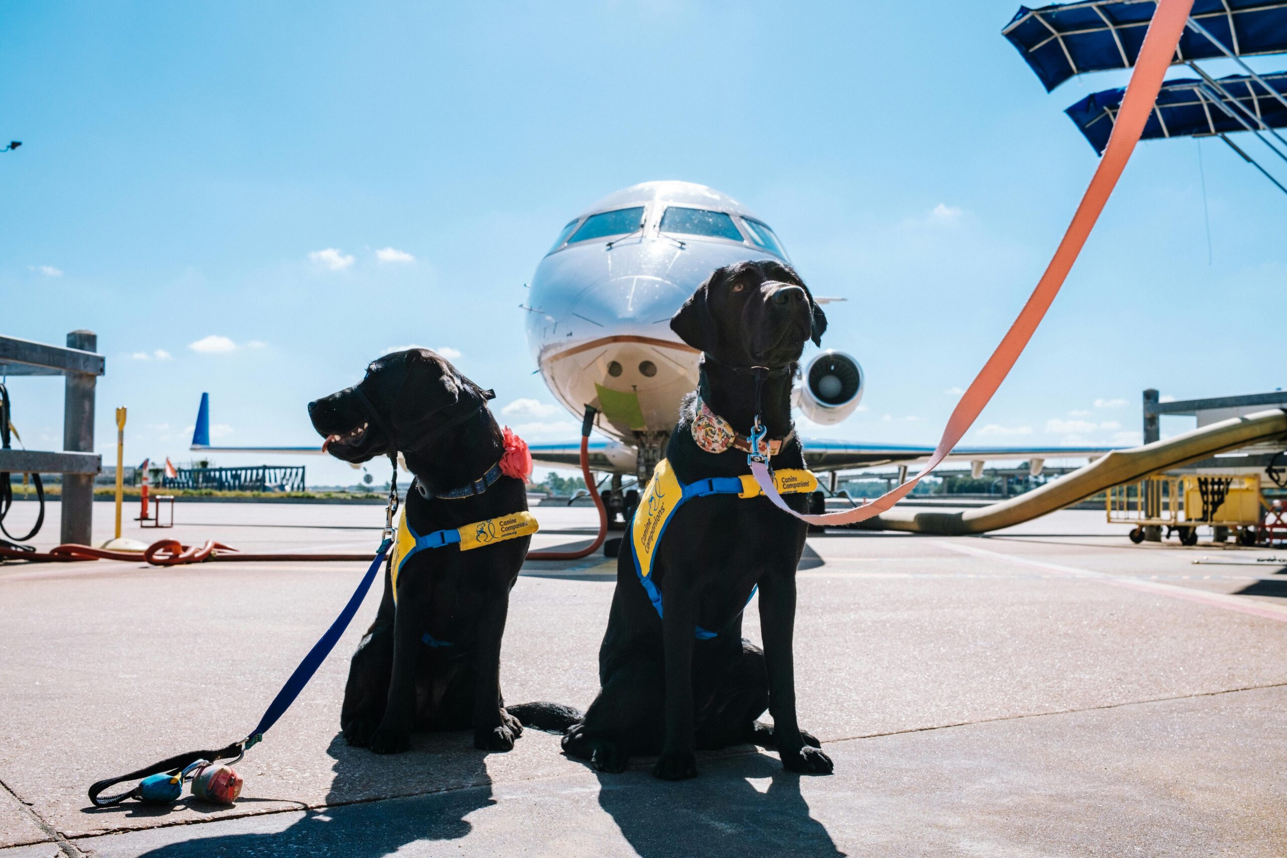 Two black Labrador Retrievers wearing service vests at an airport in front of an airplane.