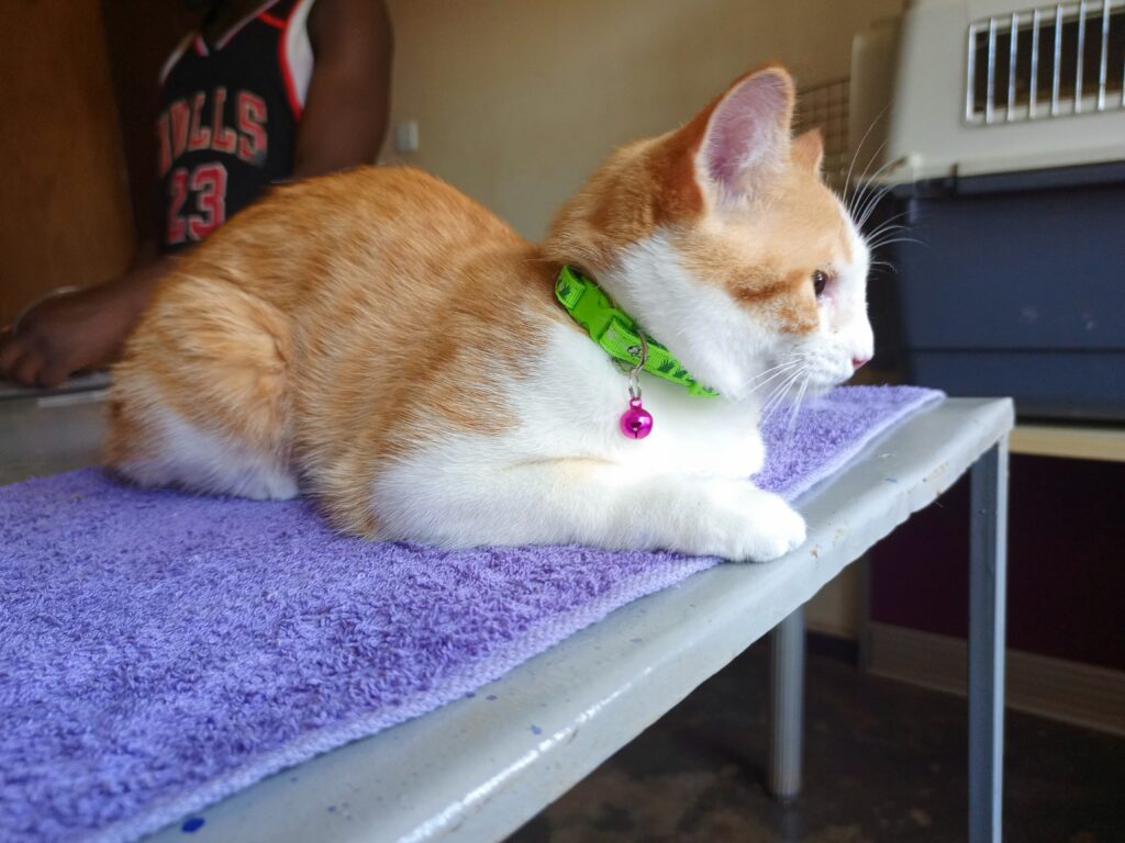 Best pet salon in Kampala at Superior Animal Clinic