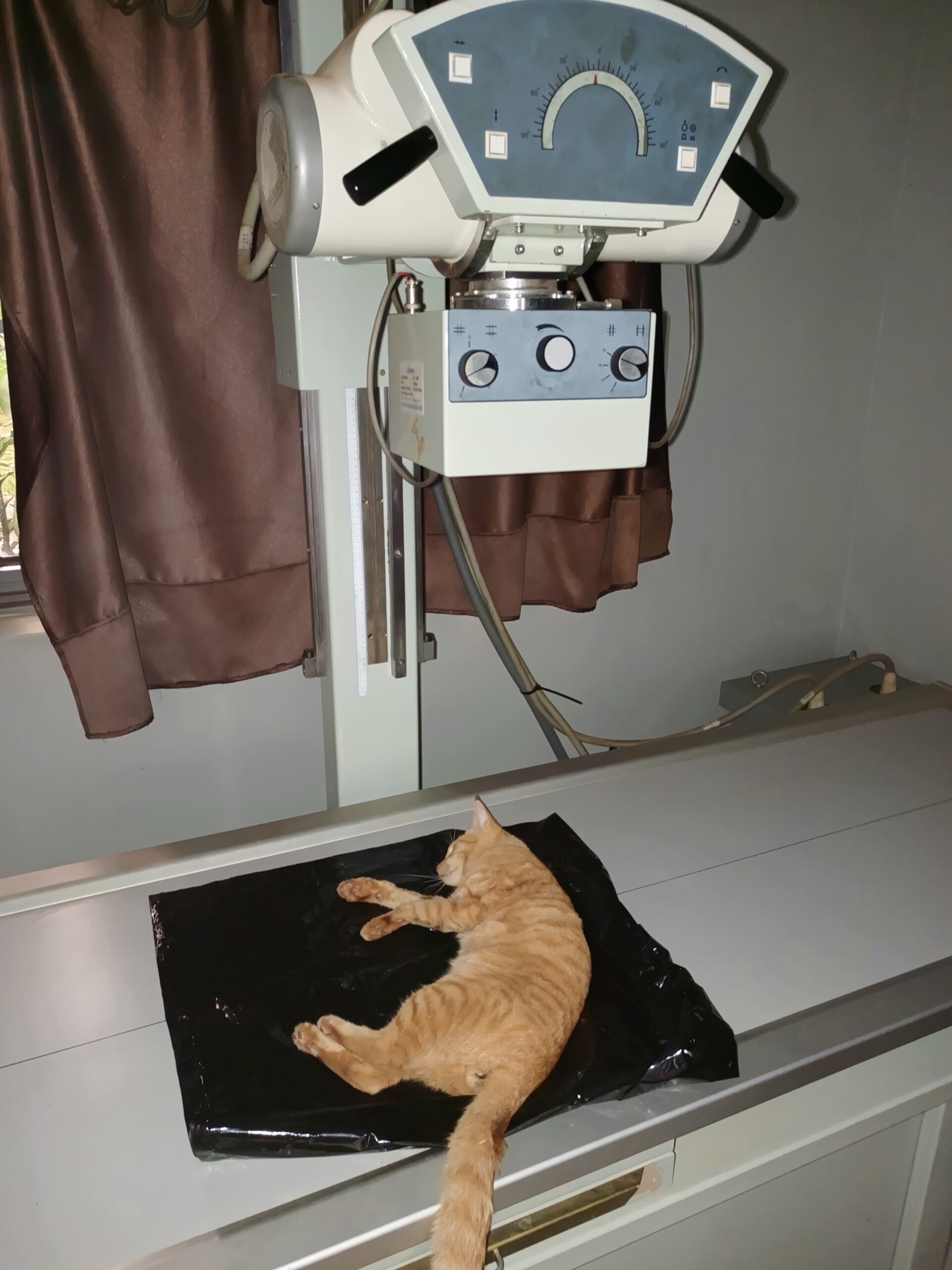 Cat X-ray services available at Superior Animal Clinic Kampala, Uganda