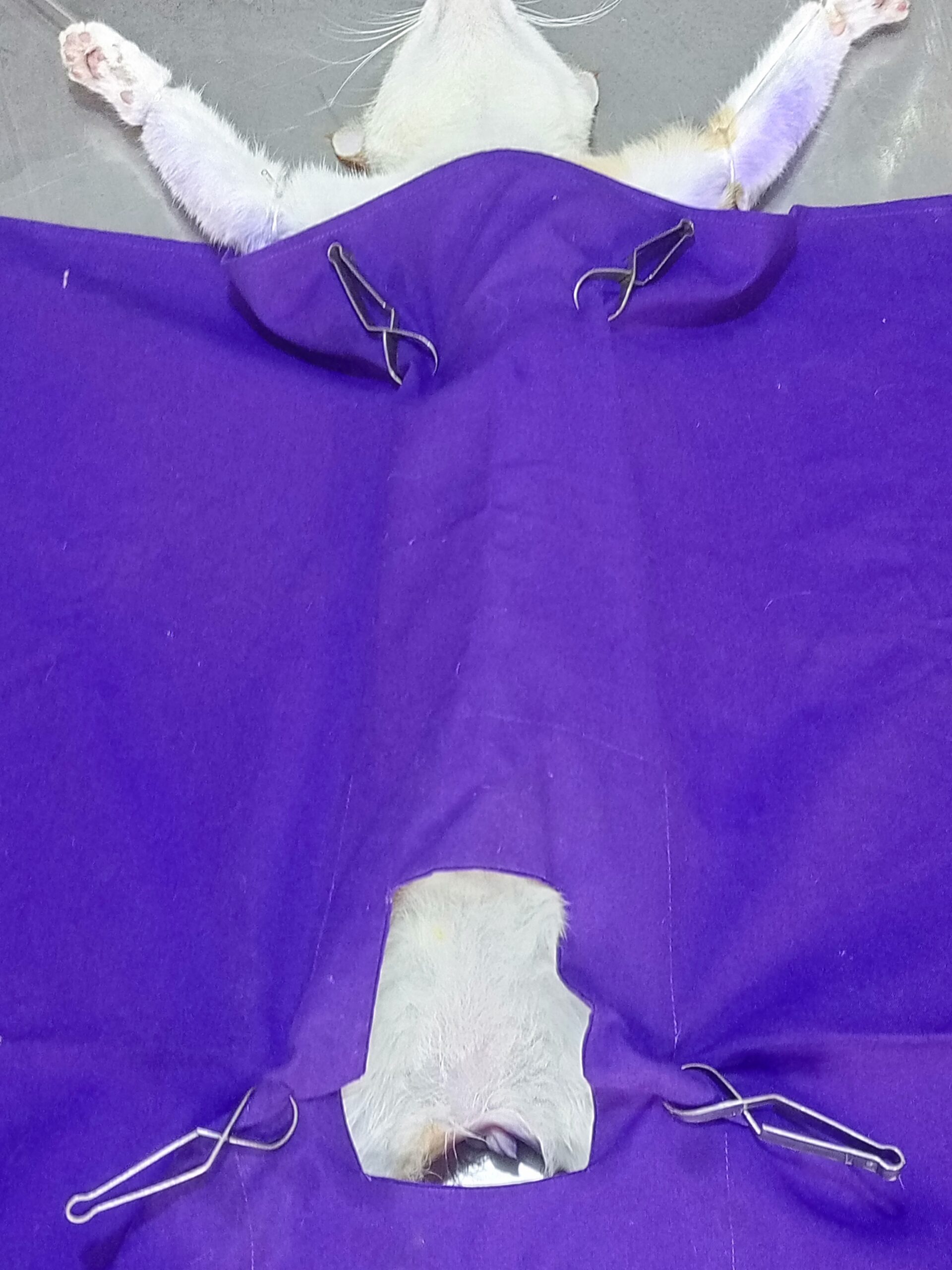 Fixing a cat in Kampala, UGANDA