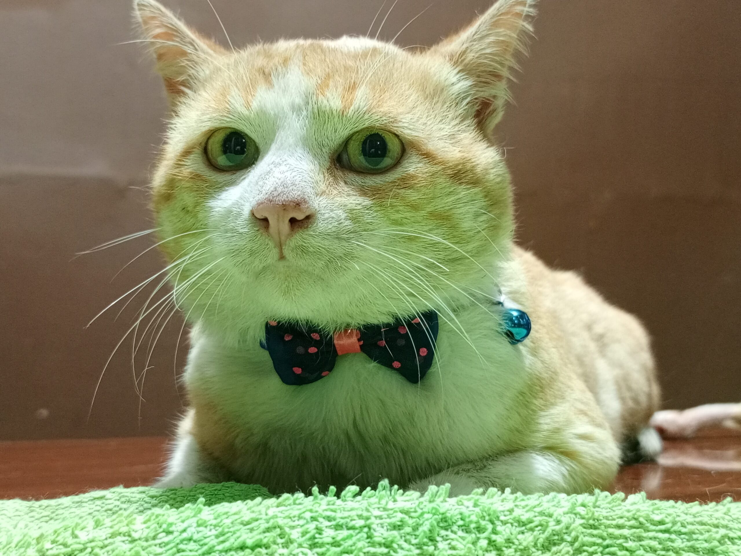 Best cat groomer in Kampala, Uganda at Superior Animal Clinic