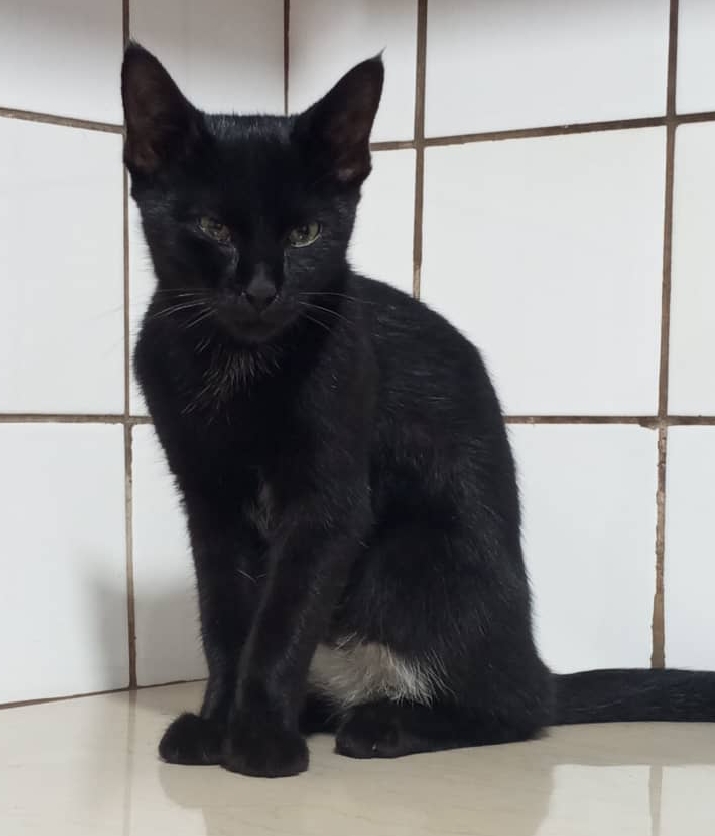 Cat groomers in Uganda