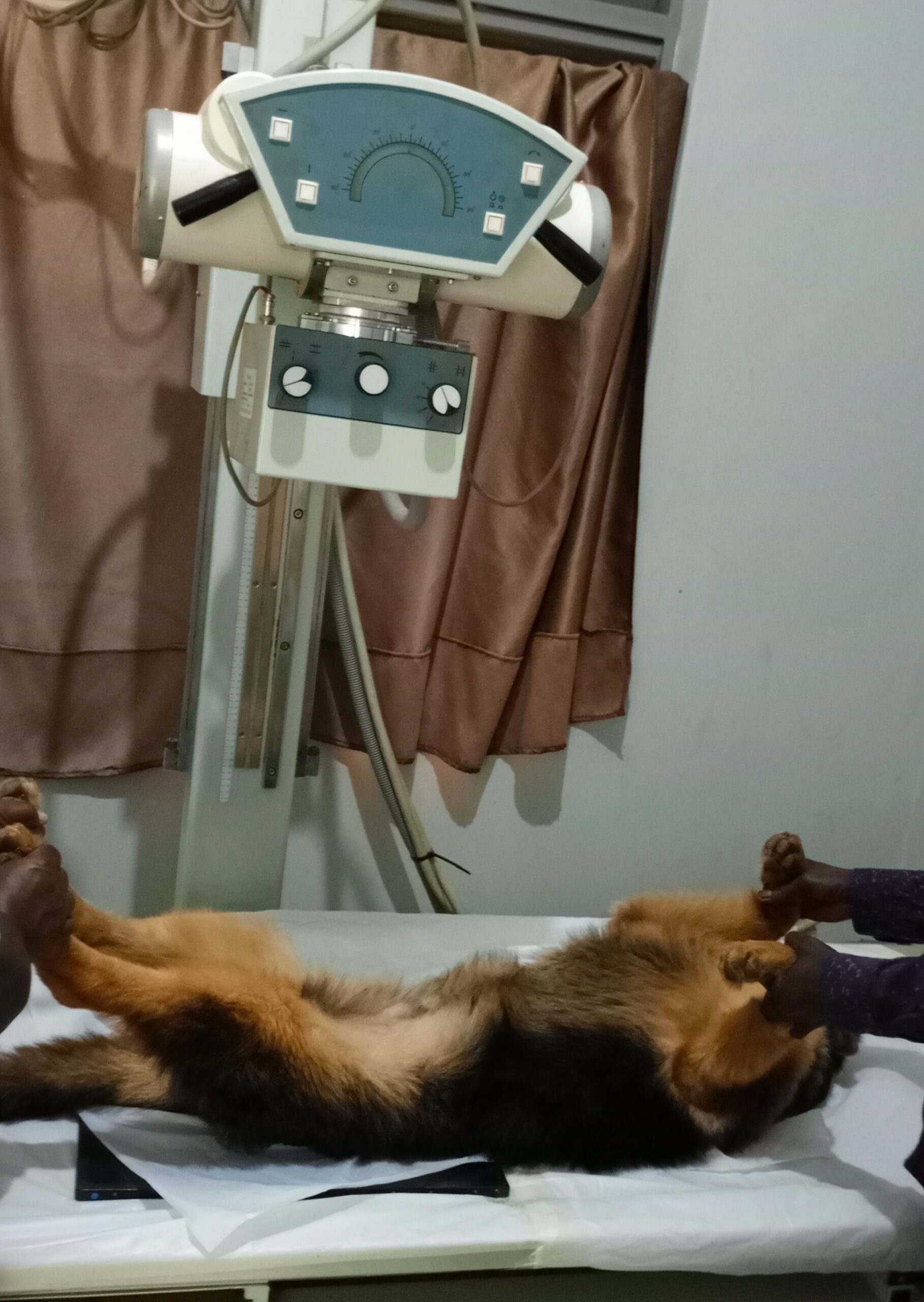 Dog X-ray Services at Superior Animal Clinic. Kampala, Uganda