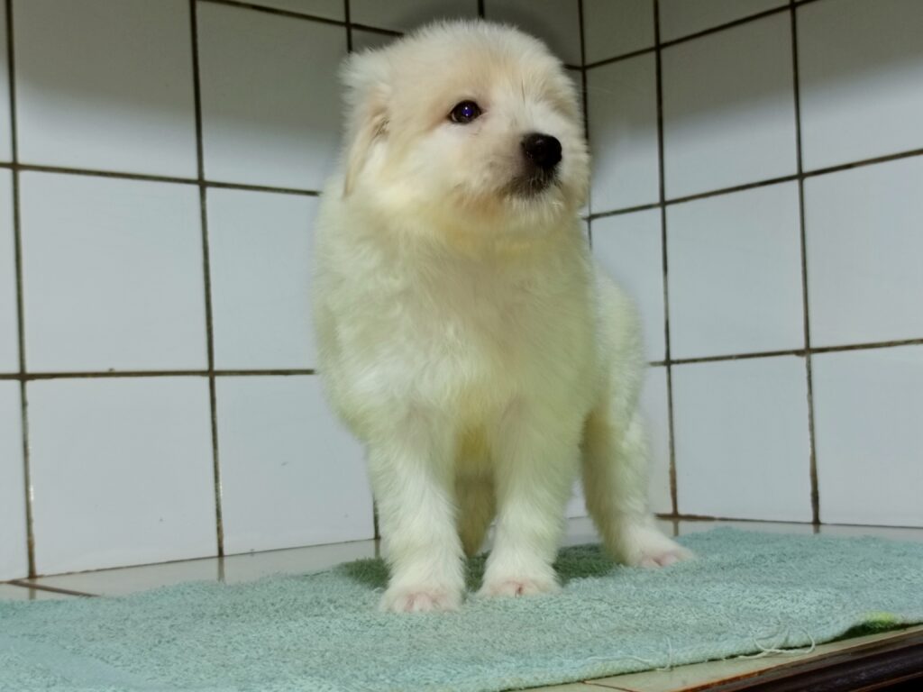Best Dog groomer at Superior Animal Clinic Kampala