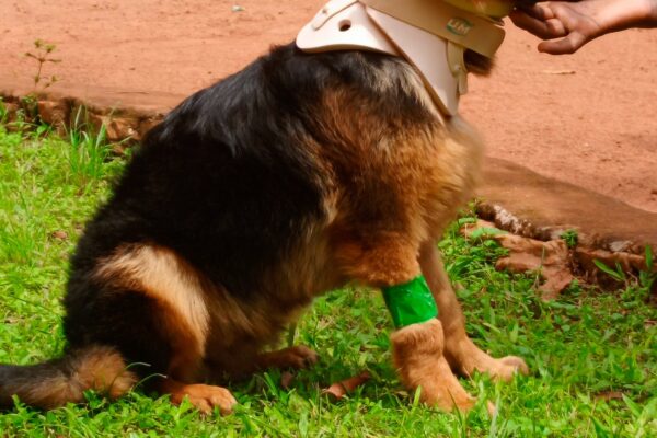 Best Vet For Dogs in Kampala