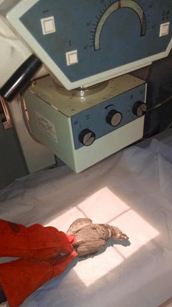 Parrot X-Ray veterinary services at Superior Animal Clinic, Kampala, Uganda