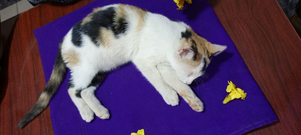 A cat humanely put to sleep by the best cat vet in Kampala, Uganda at Superior Animal Clinic