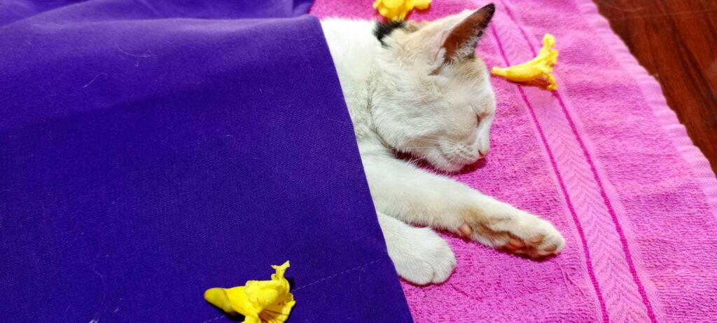 A cat put to sleep by the best cat vet in Kampala, Uganda at Superior Animal Clinic
