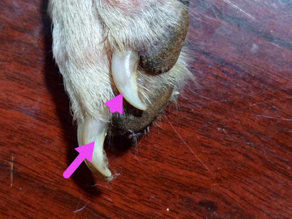 A dog at the best veterinary clinic in Uganda with long nails that need trimming