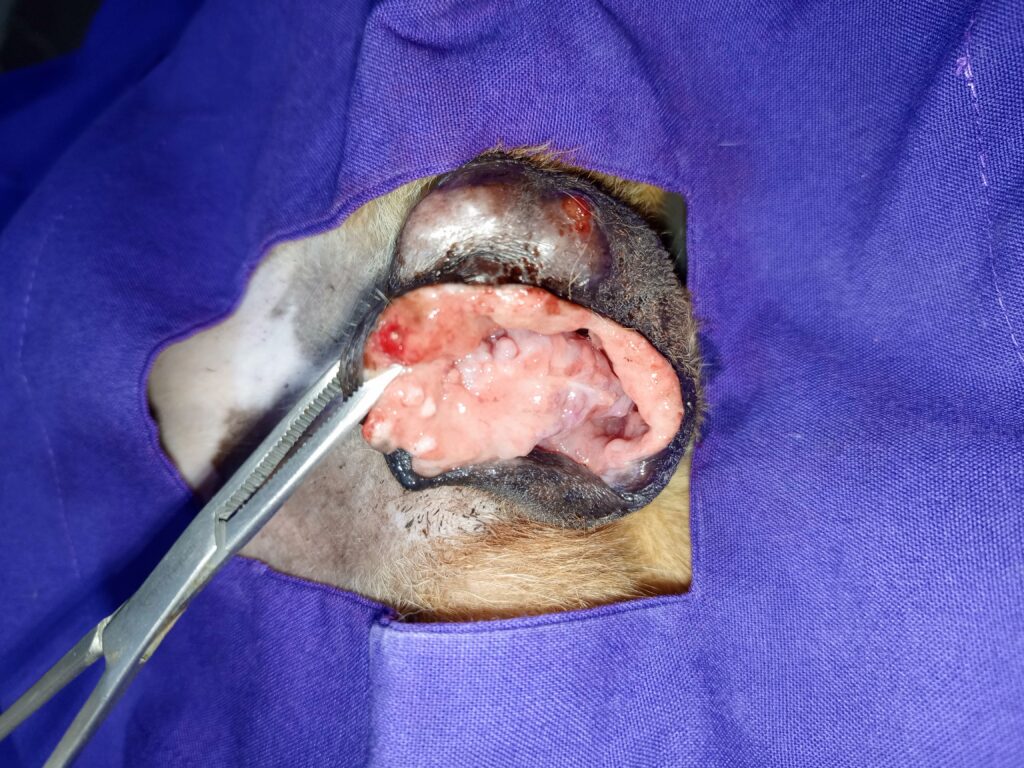 A dog getting TVT treatment at the best veterinary clinic in Uganda, Kampala, at Superior Animal Clinic