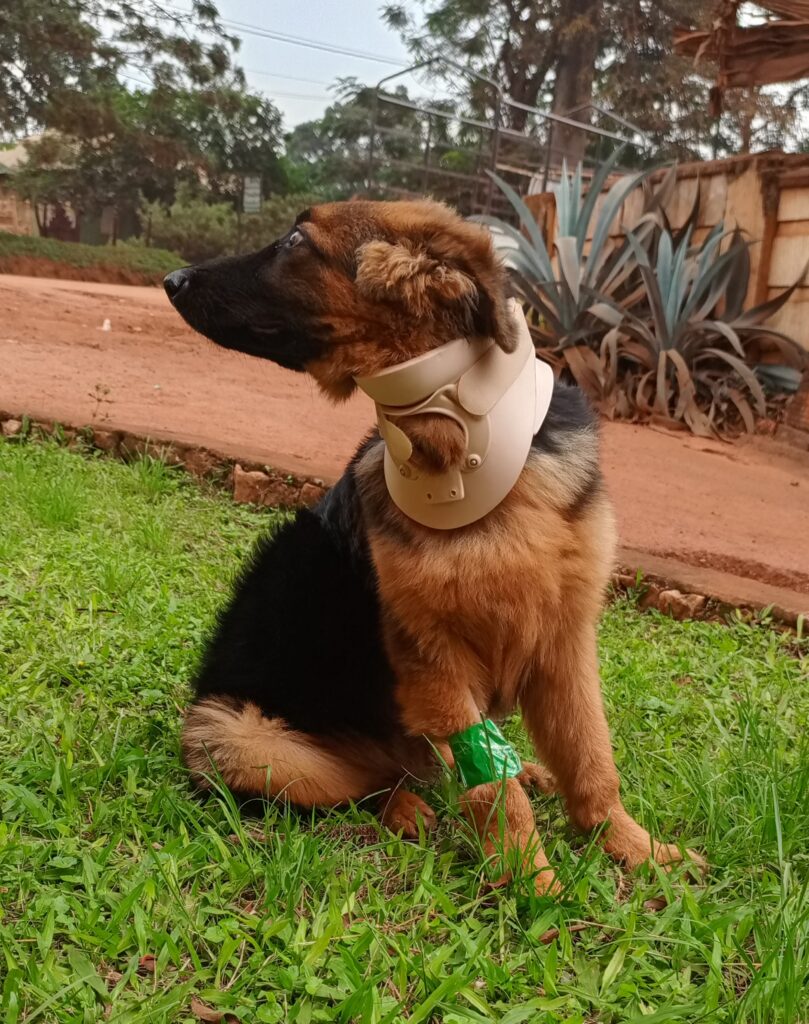 A dog preparing to be to sleep by a vet in Kampala, Uganda at Superior Animal Clinic