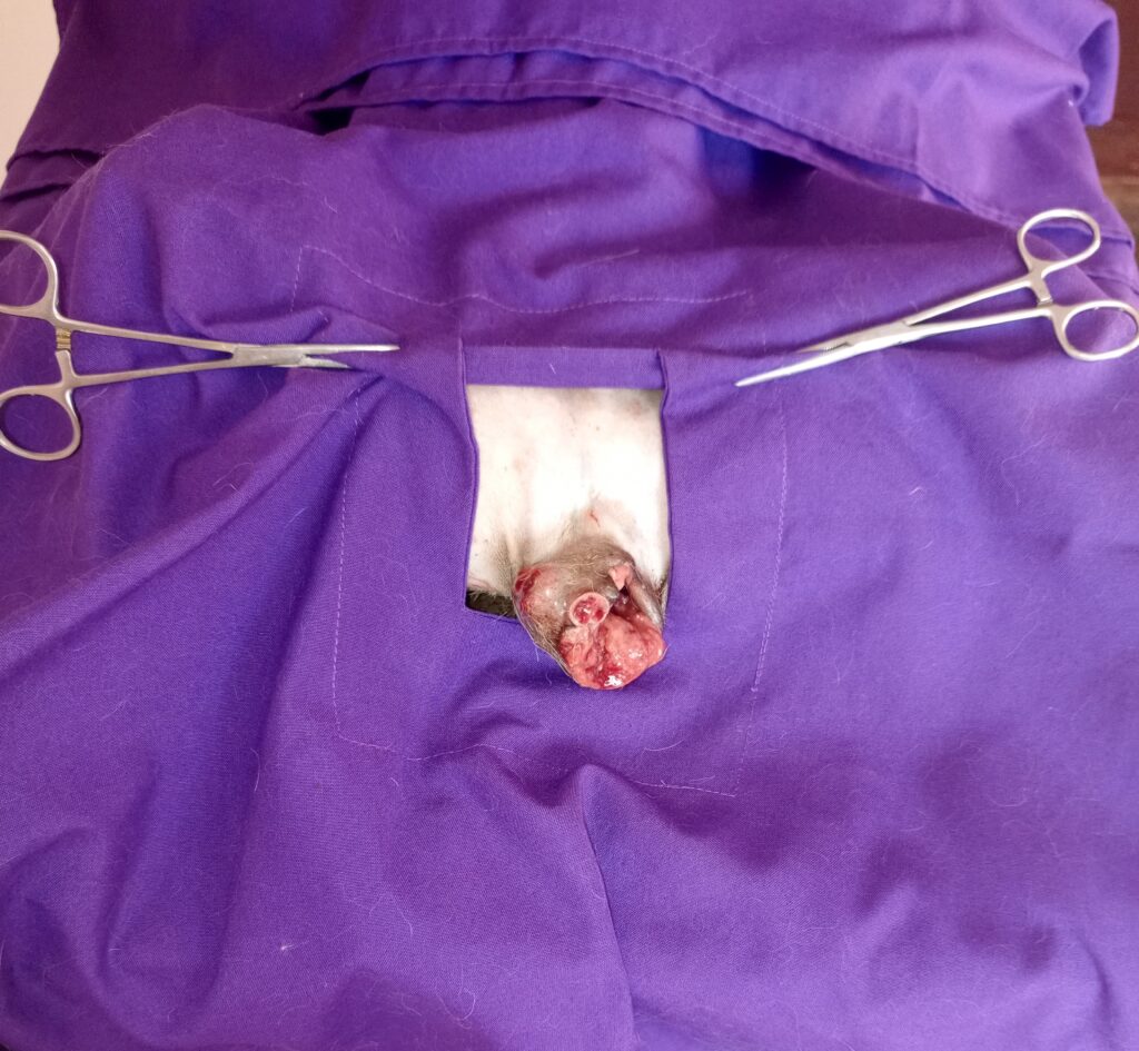 A dog receiving the best TVT treatment in Kampala, Uganda at Superior Animal Clinic
