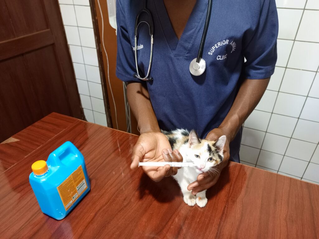 veterinarian giving the best cat dewormer at Superior Animal Clinic in Kampala