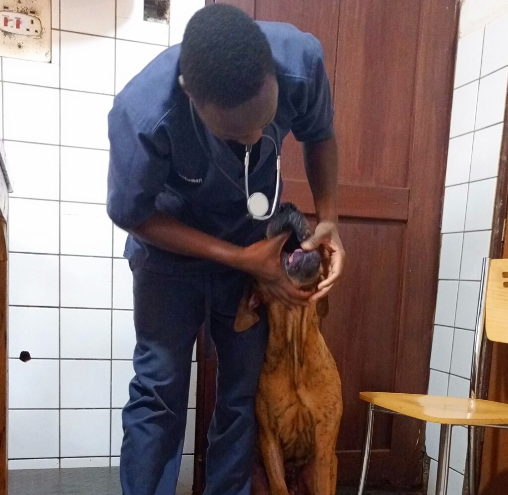 A vet in Kampala, Uganda from Superior Animal Clinic providing in home dog deworming