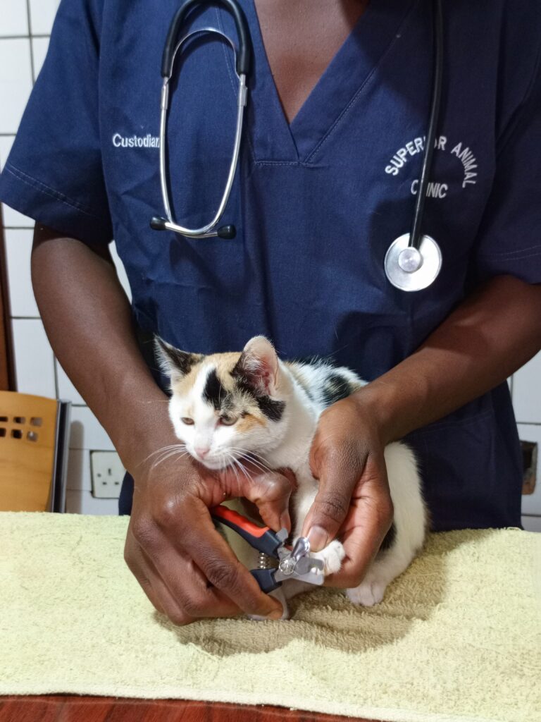 A vet in Kampala cutting cat's nails at Superior Animal Clinic