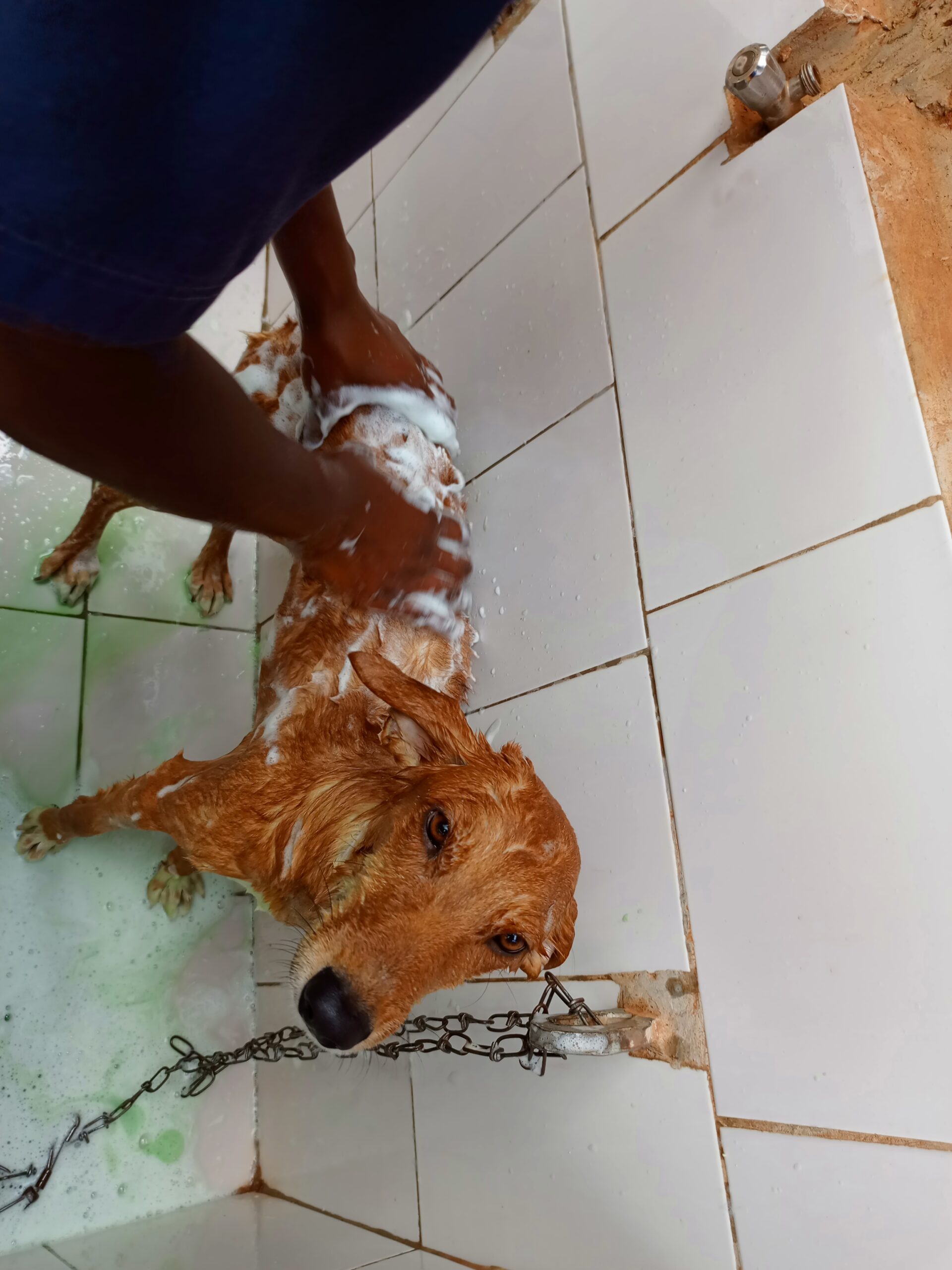 A vet washing a dog using medicated dog shampoo in Kampala, Uganda at Superior Animal Clinic
