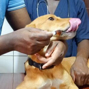 A veterinarian giving a dog in Kampala at Superior Animal Clinic the best dog dewormer in Kampala, Uganda