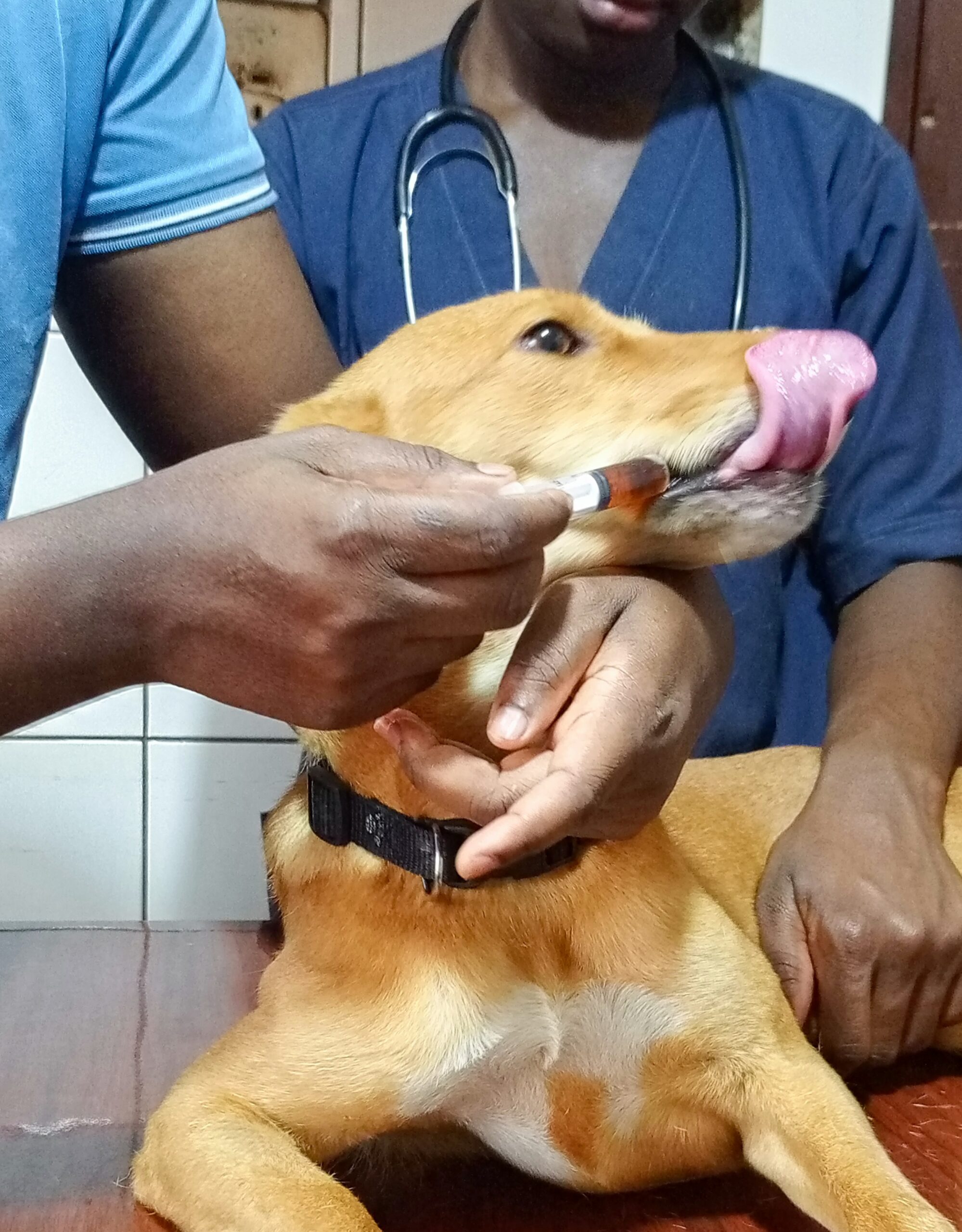 A veterinarian giving a dog in Kampala at Superior Animal Clinic the best dog dewormer in Kampala, Uganda